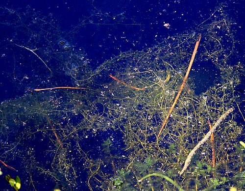 Lesser bladderwort: Park Narodowy Bory Tucholskie , zbiorowisko pływacza drobnego