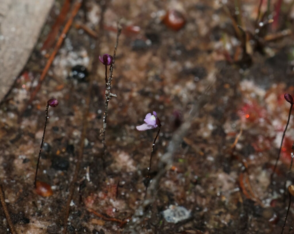 Utricularia minutissima (Utricularia minutissima)