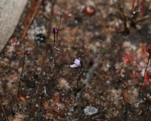 Utricularia minutissima (Utricularia minutissima)