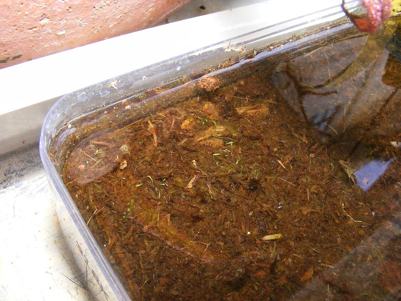 Utricularia minutissima: Utricularia minutissima
