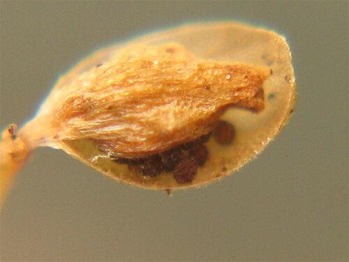 Utricularia minutissima: Utricularia minutissima ' s seeds.