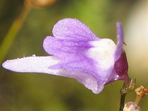 Utricularia minutissima: Utricularia minutissima ' s flower.