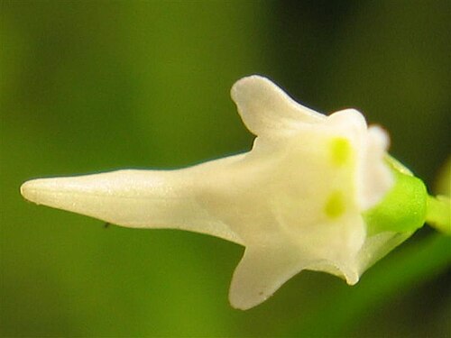 Utricularia minutissima: Utricularia minutissima "white flower".