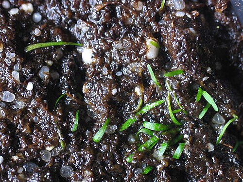 Utricularia minutissima: Utricularia minutissima ' s leaves.
