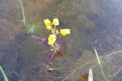 Utricularia muelleri (Utricularia muelleri)