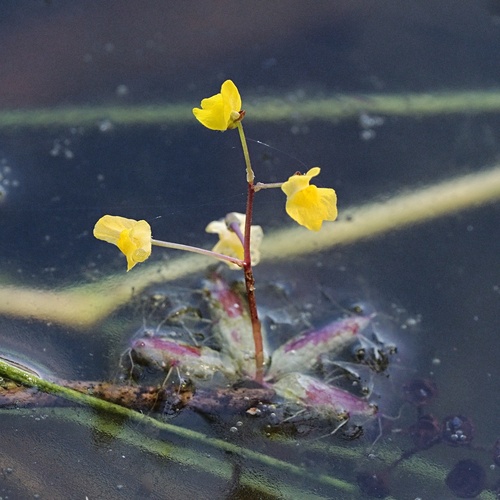Utricularia muelleri (Utricularia muelleri)
