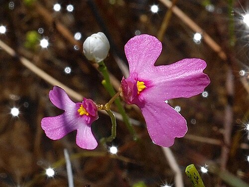 Fairy aprons: Utricularia multifida