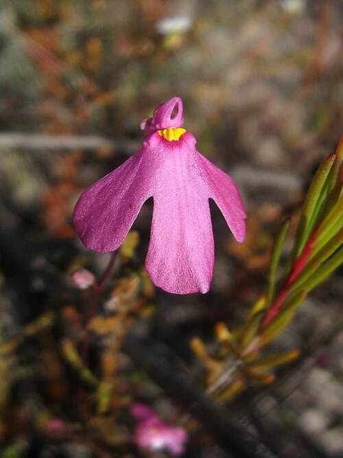 Fairy aprons: Utricularia multifida Bladderworts like this are carnivorous, with suction operated traps on their roots, like little bubbles that vacuum up nearby critters and