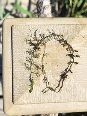 Utricularia multispinosa (Utricularia multispinosa)