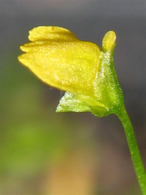 Benjaminia: Utricularia nana