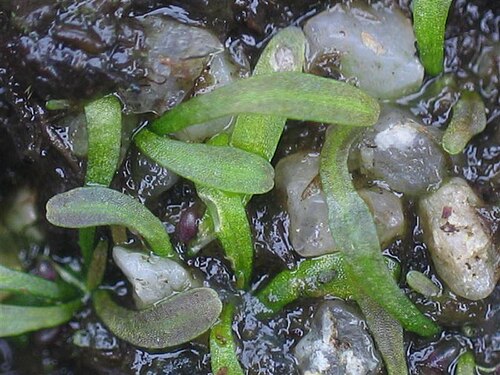 Benjaminia: Utricularia nana