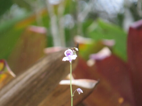 Utricularia nelumbifolia (Utricularia nelumbifolia)