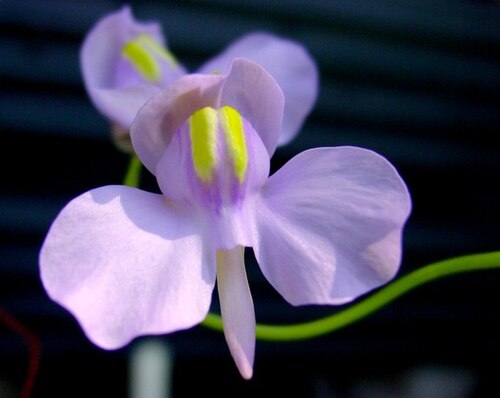 Utricularia nelumbifolia: Utricularia nelumbifolia flower. Plant grown by Forbes Conrad.
