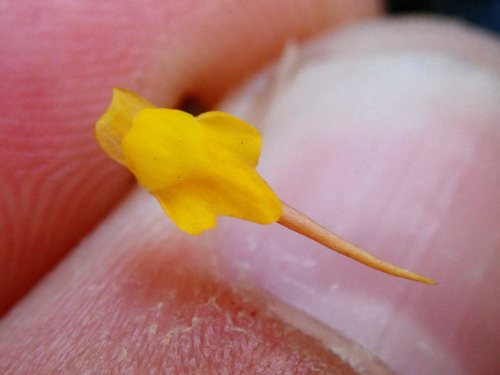 Utricularia nigrescens (Utricularia nigrescens)