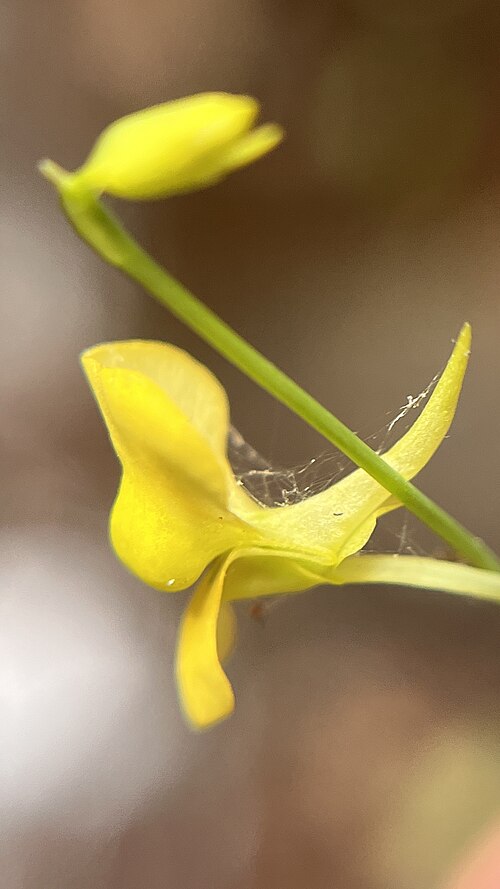 Utricularia odorata: Utricularia odorata