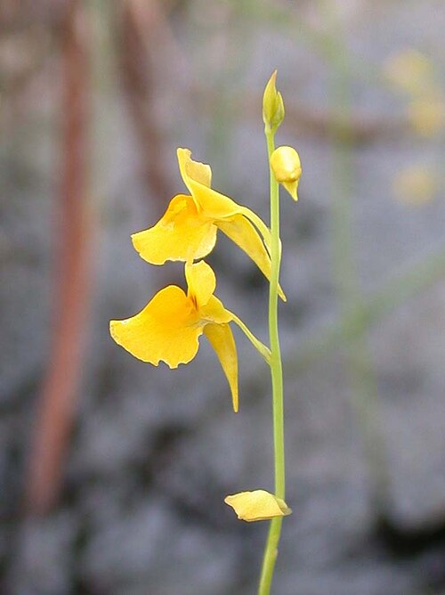 Utricularia odorata: Semi-dry stream bed. Pa Hin Ngam N.P. August 2011
