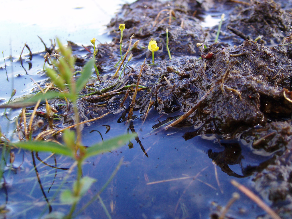 Piedmont bladderwort: Utricularia spec. (needs determination, if possible), somewhere in a bog in Wisconsin, USA. – "A neat little flower sprouts up from the bogslop. It would seem t