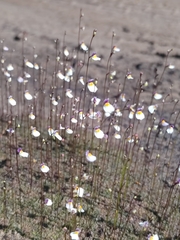 Utricularia parthenopipes (Utricularia parthenopipes)