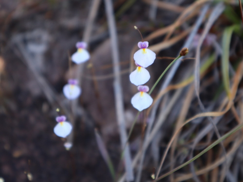 Utricularia parthenopipes (Utricularia parthenopipes)