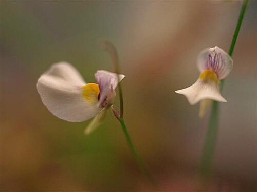Utricularia parthenopipes: Utricularia parthenopipes