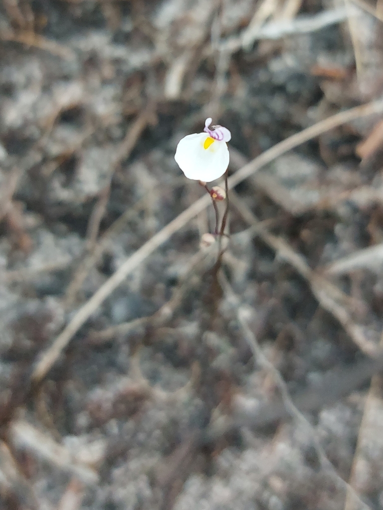 Utricularia parthenopipes (Utricularia parthenopipes)