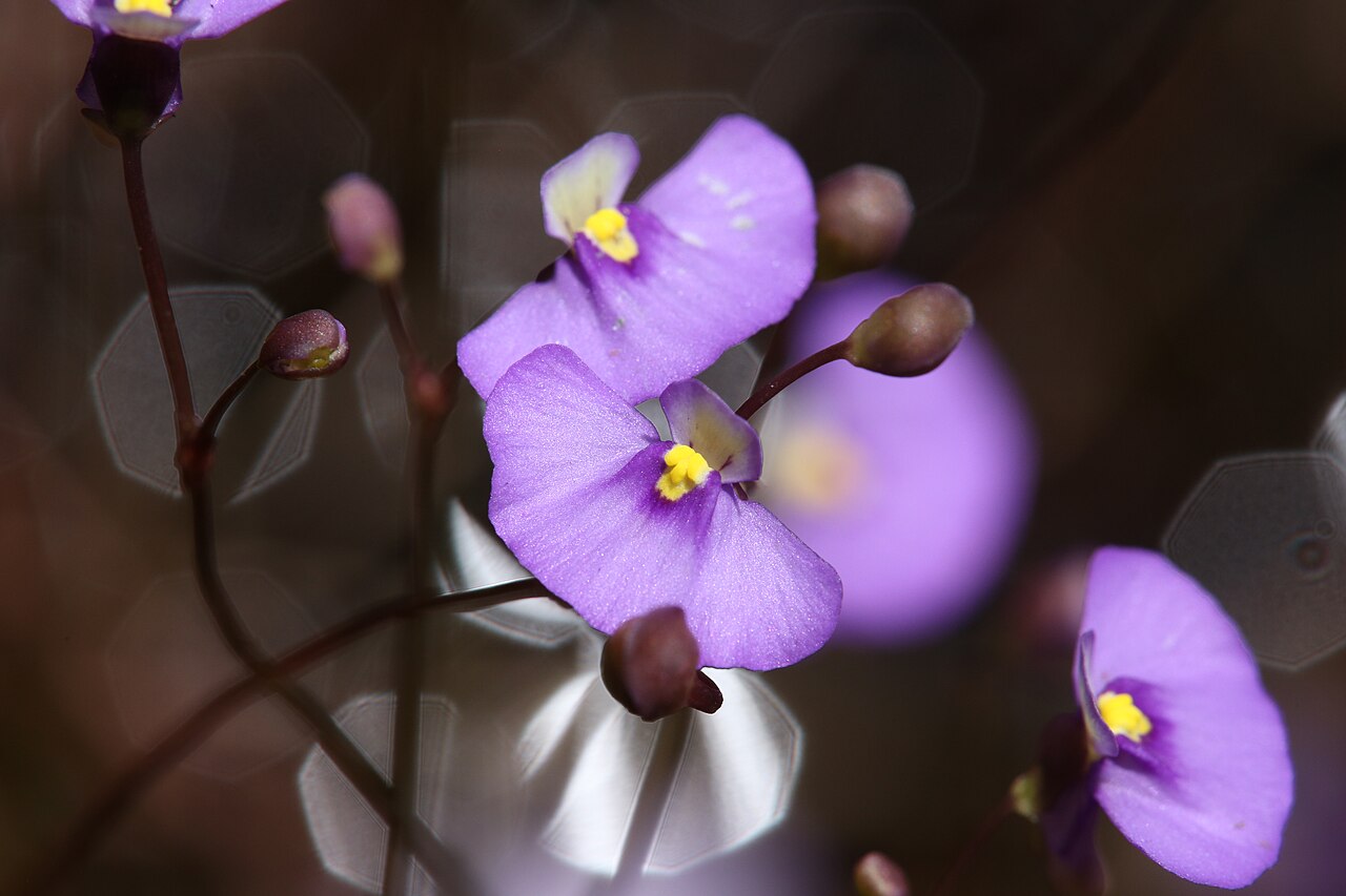Utricularia paulineae: Utricularia paulineae, a rarely observed carnivorous bladderwort plant flowering en masse in a muddy clearing near Walpole, WA (Keystone State Forest) during th