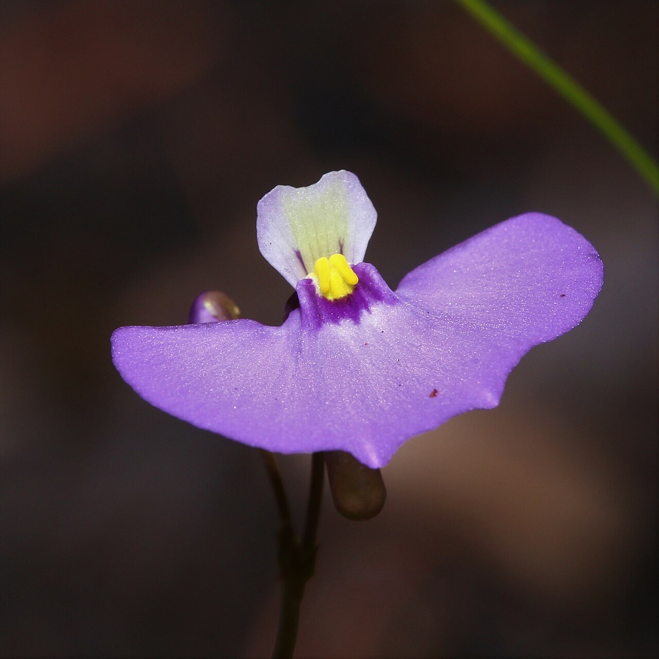 Utricularia paulineae: Utricularia paulineae in Australia