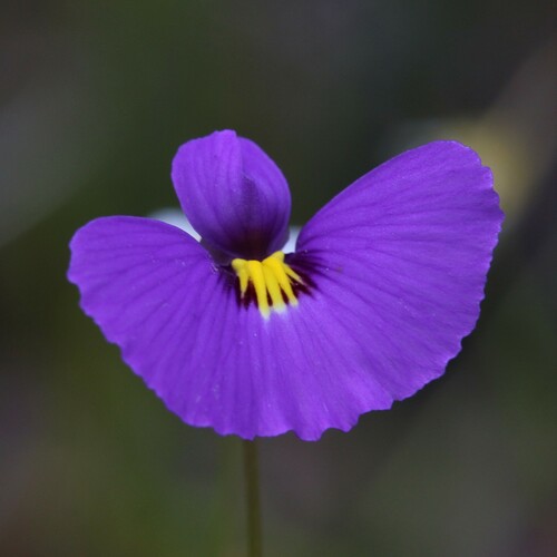 Utricularia petertaylorii (Utricularia petertaylorii)