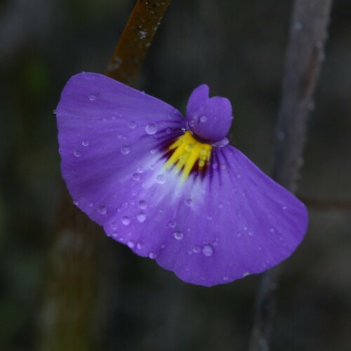 Utricularia petertaylorii (Utricularia petertaylorii)