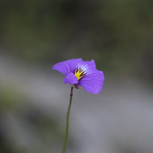 Utricularia petertaylorii (Utricularia petertaylorii)