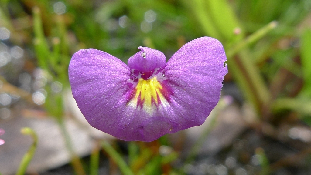 Utricularia petertaylorii (Utricularia petertaylorii)