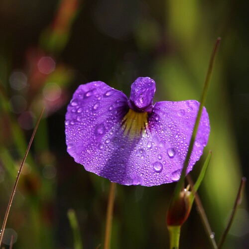Utricularia petertaylorii (Utricularia petertaylorii)