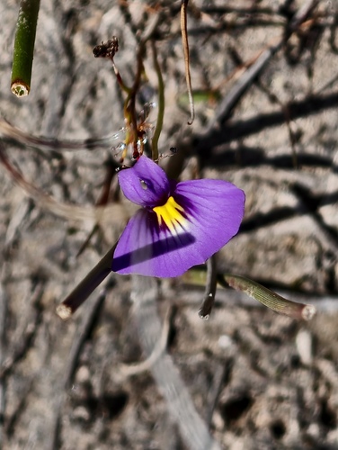 Utricularia petertaylorii (Utricularia petertaylorii)