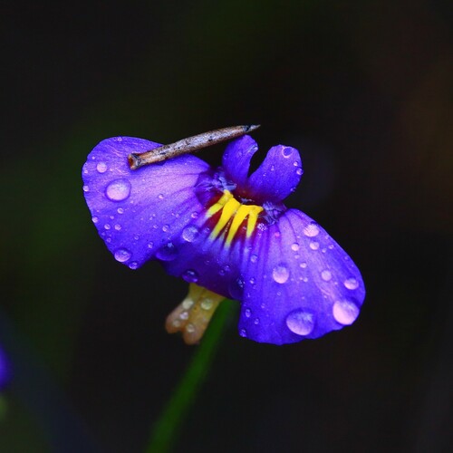 Utricularia petertaylorii (Utricularia petertaylorii)