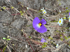 Utricularia petertaylorii (Utricularia petertaylorii)