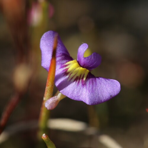 Utricularia petertaylorii (Utricularia petertaylorii)