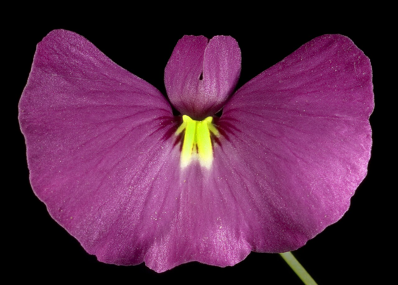 Utricularia petertaylorii: KRT3881
