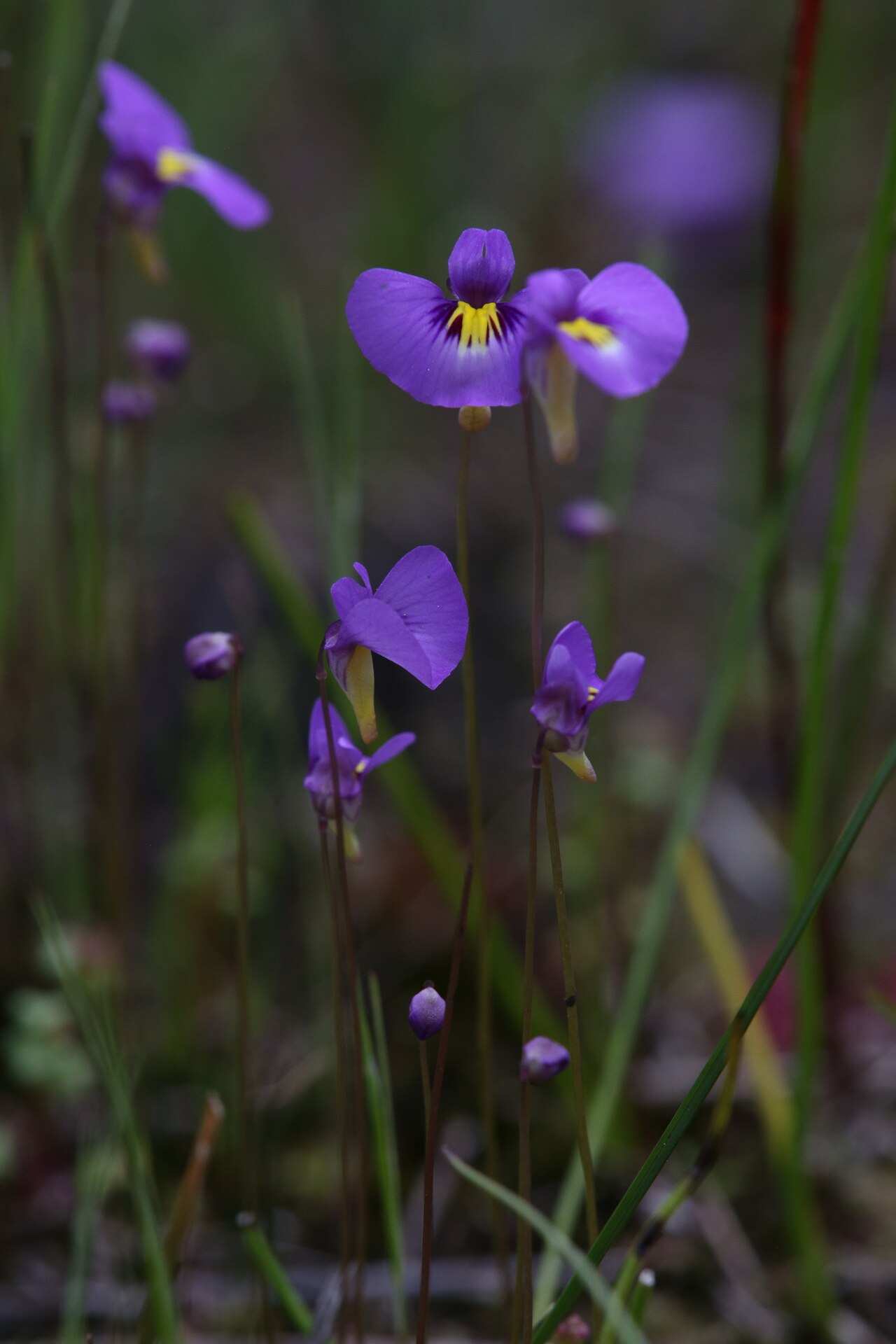 Utricularia petertaylorii: Utricularia petertaylorii in Australia