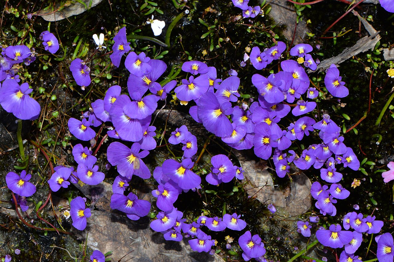 Utricularia petertaylorii: Yesterday we visited a spot we haven't been to for a number of years and were very happy to see most of the area hadn't changed much. It was a magnificent sight