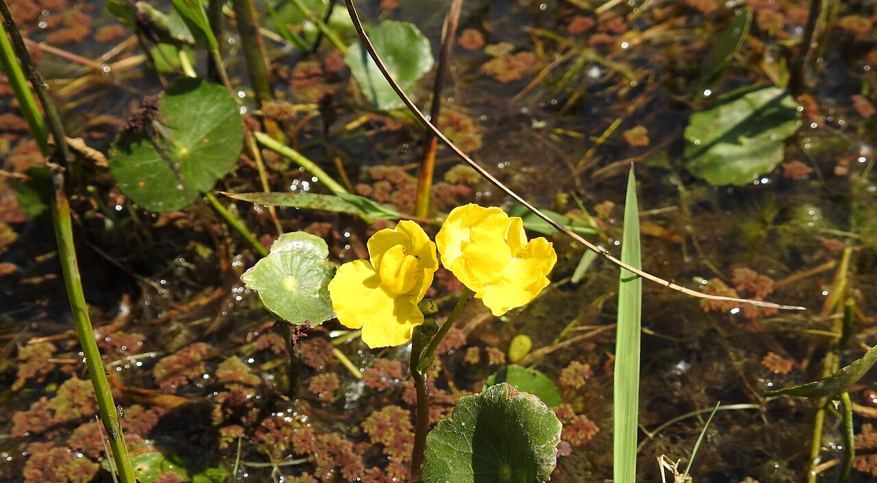 Utricularia platensis: Flor de u. platensis en la provincia de Buenos Aires, Argentina