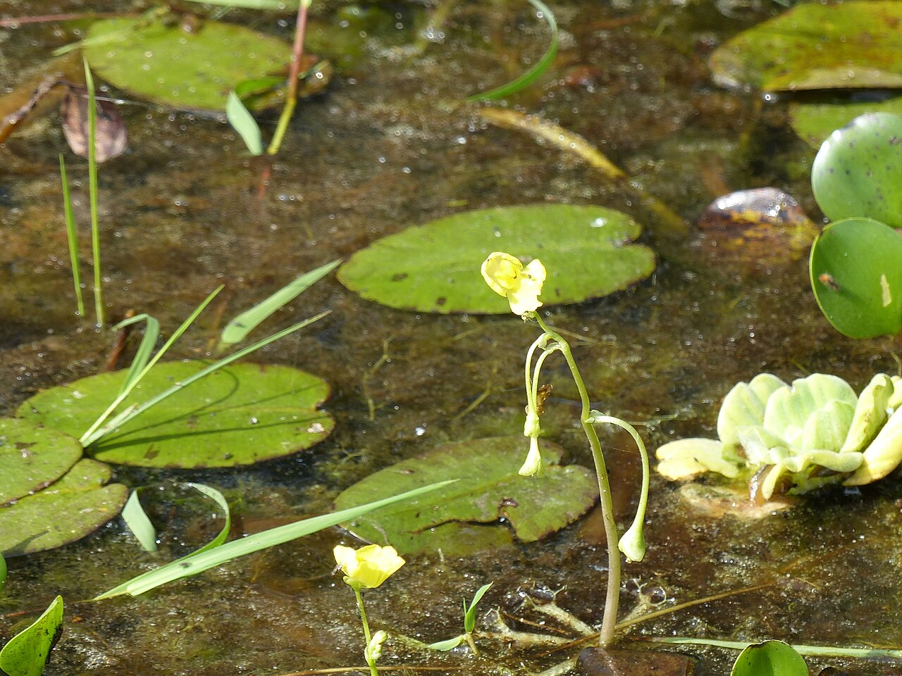 Utricularia platensis: Utricularia platensis