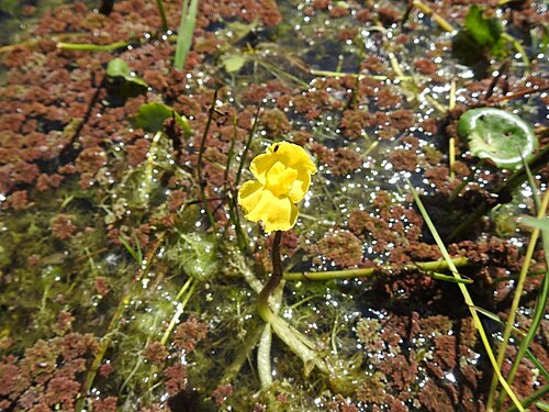 Utricularia platensis: utricularia platensis flower with it's floating structure on the base of the scape. Photo taken insitu on Buenos aires province, Argentina.