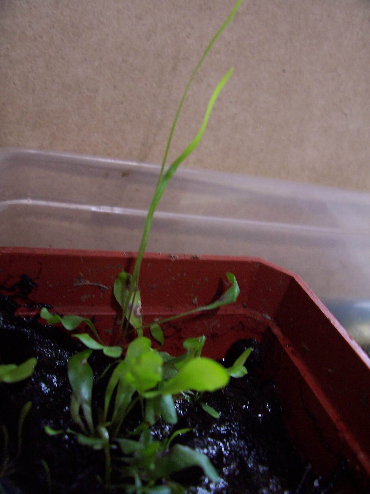 Utricularia praelonga: Utricularia praelonga ' s leaves.