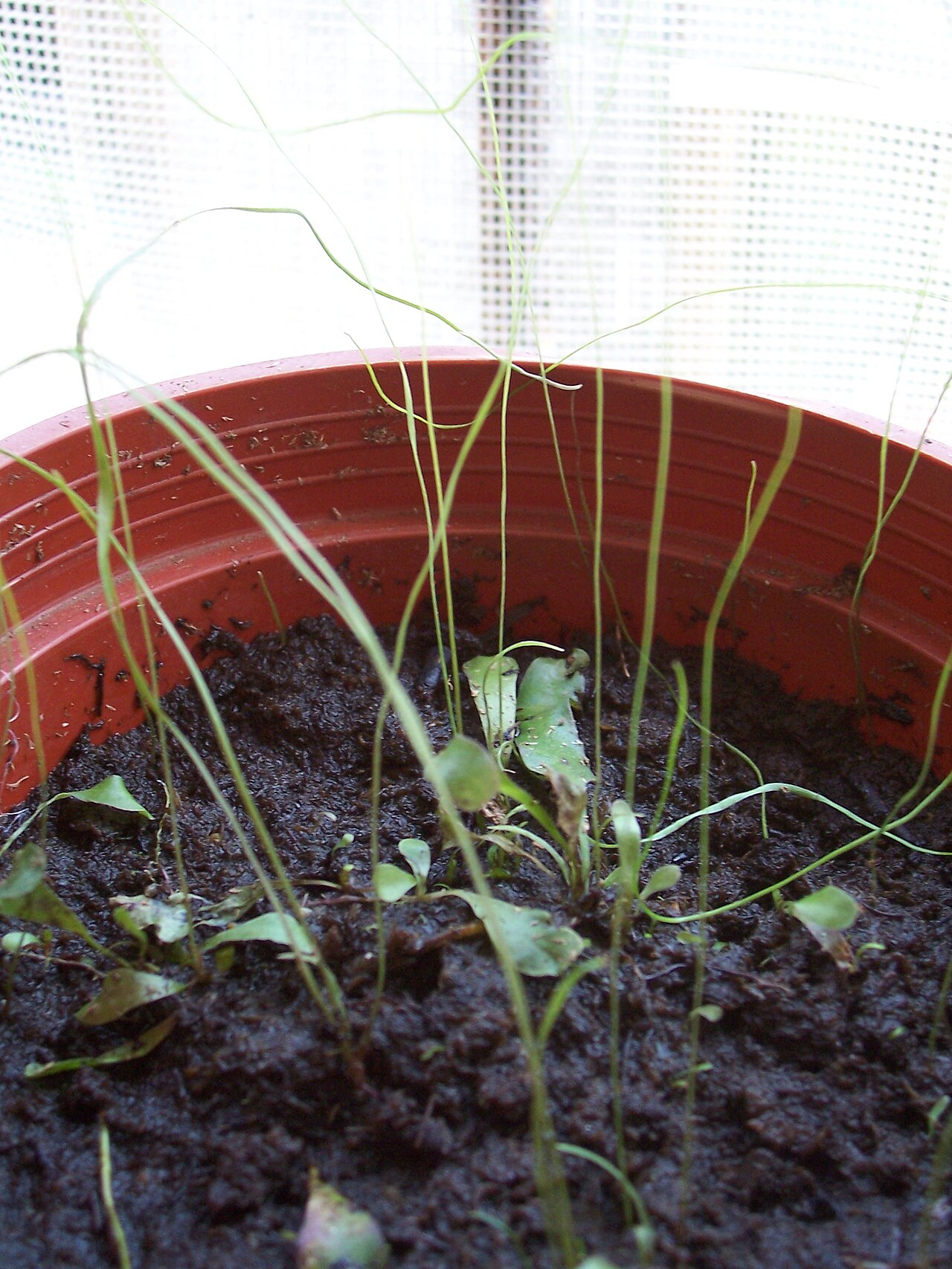 Utricularia praelonga: Utricularia praelonga ' s leaves.