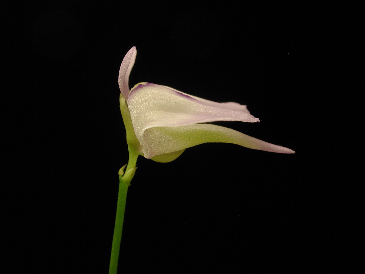 Utricularia pubescens: en:Utricularia pubescens flower from side