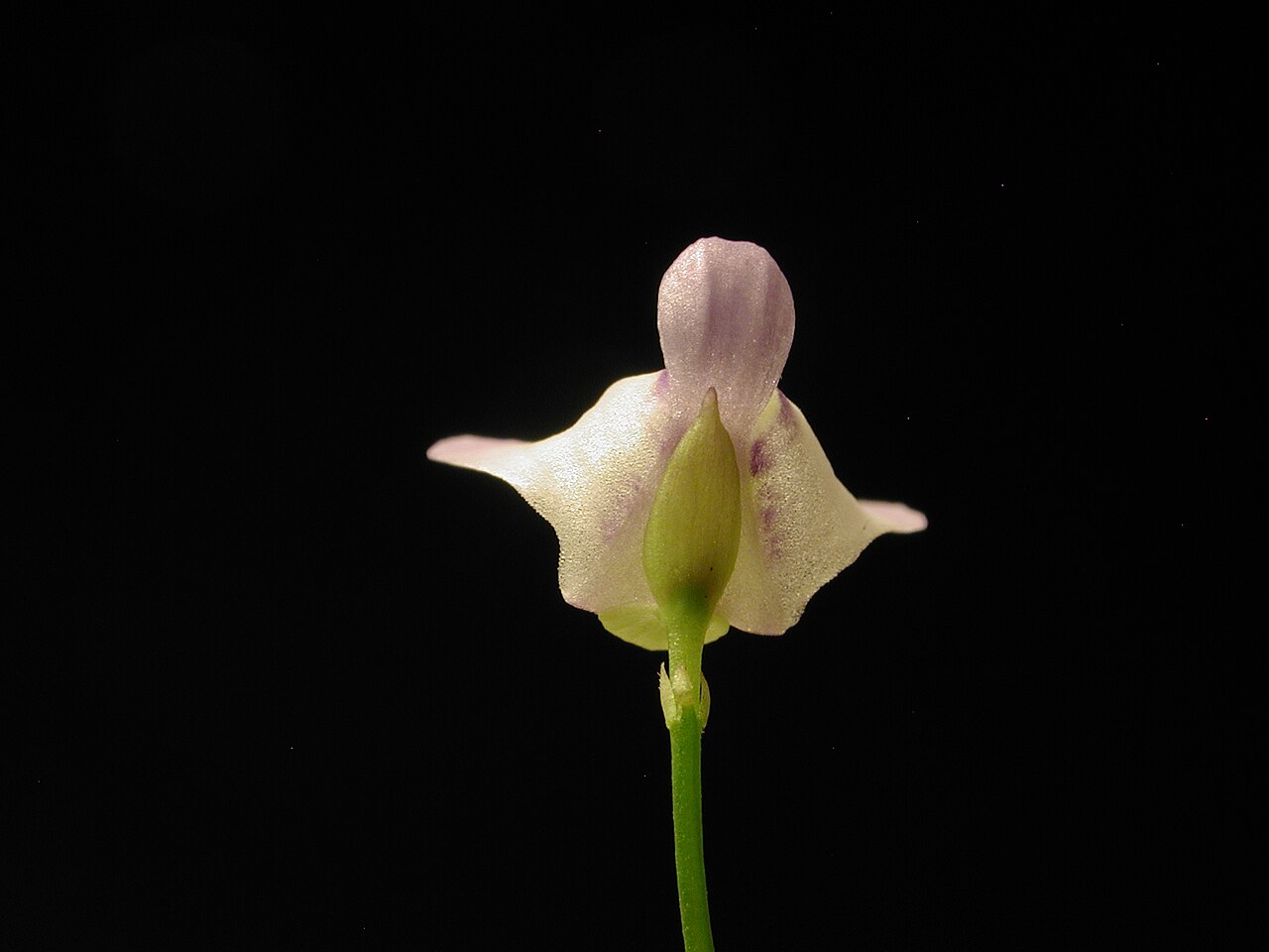 Utricularia pubescens: en:Utricularia pubescens flower from back