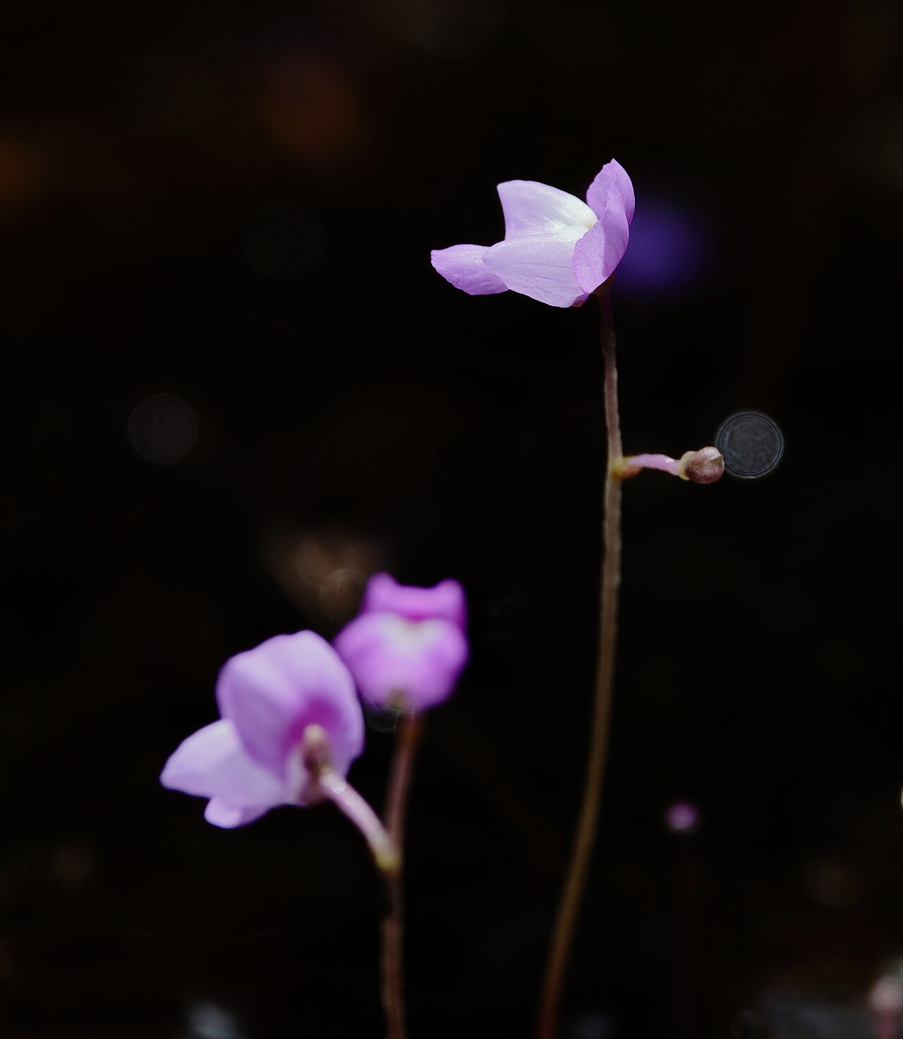 Eastern purple bladderwort: Utricularia purpurea (purple bladderwort) - Jackson County, MS, USA