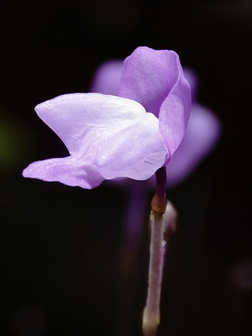 Eastern purple bladderwort: Utricularia purpurea (purple bladderwort) - Jackson County, MS, USA
