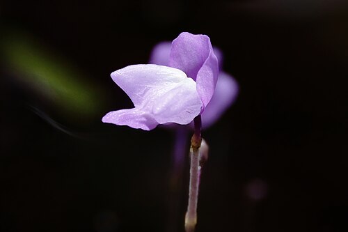 Eastern purple bladderwort: Utricularia purpurea (purple bladderwort) - Jackson County, MS, USA