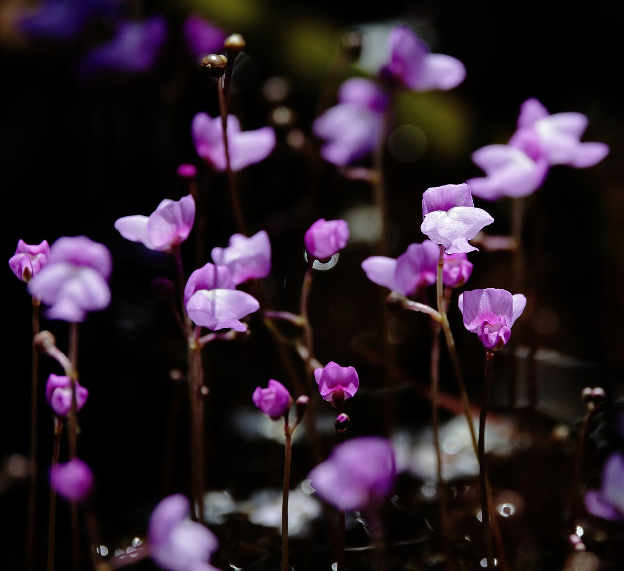 Eastern purple bladderwort: Utricularia purpurea (purple bladderwort) - Jackson County, MS, USA